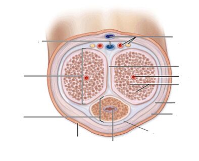 PENI Ligaments